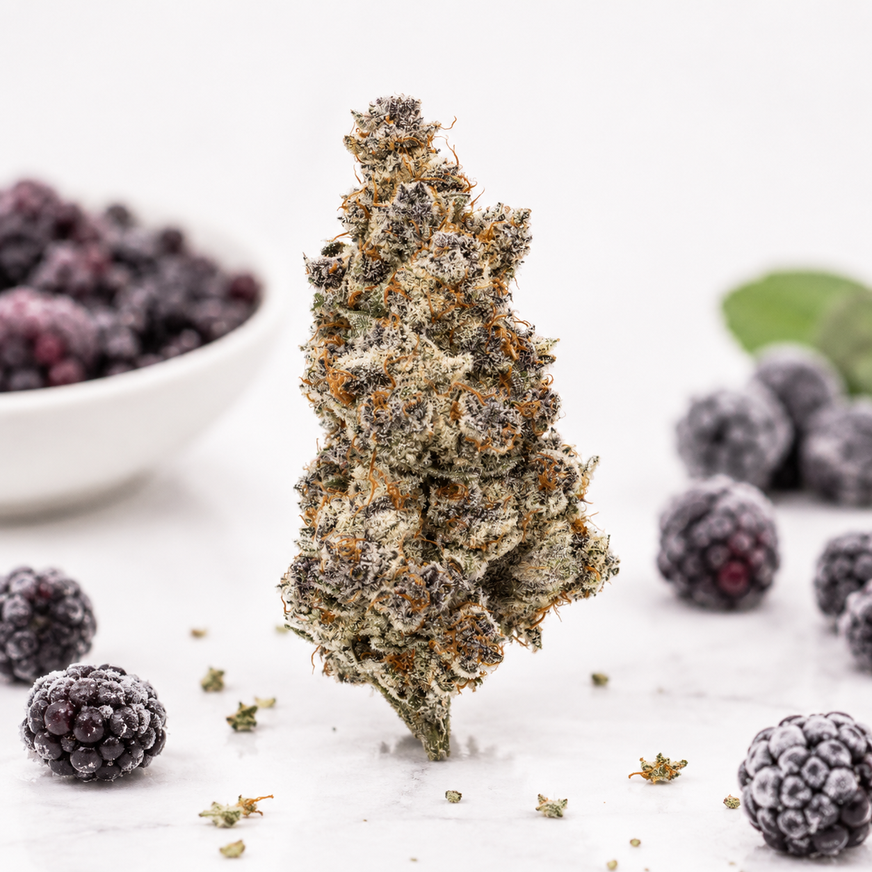 CzechOut 15/1 BLO Blockberry