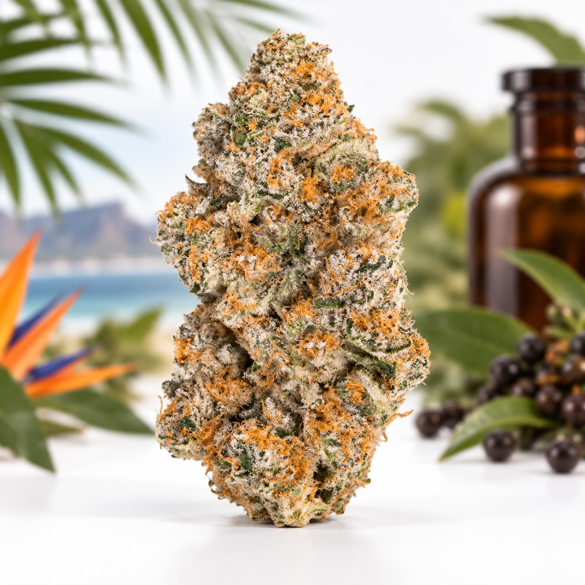 Luana 28/1 Durban Poison
