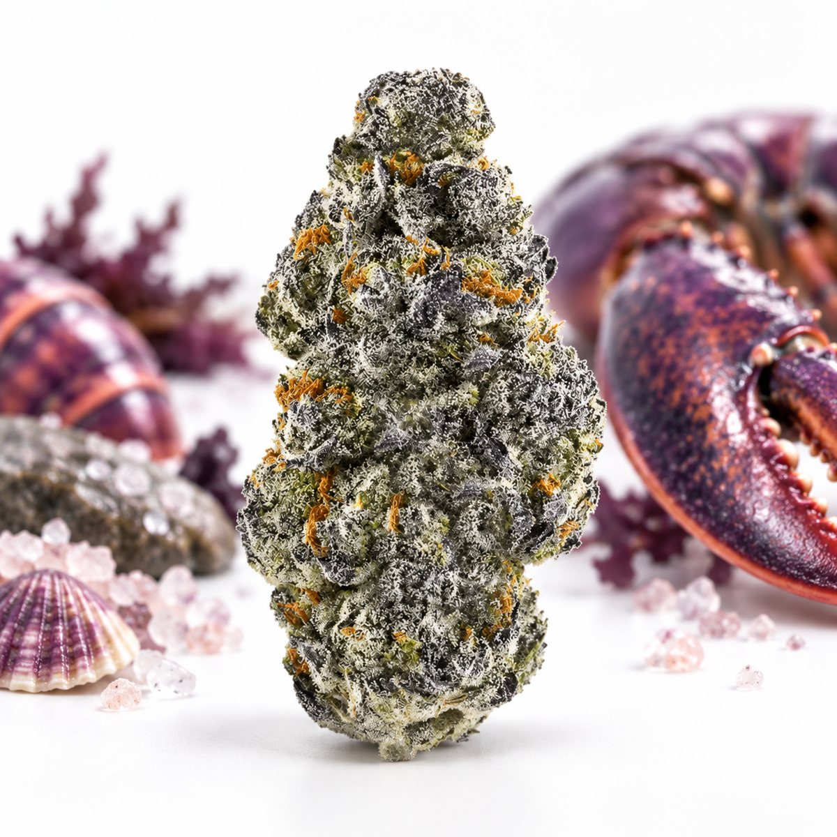 enua 25/1 PLB CA Purple Lobster
